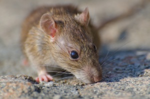 Rato roedor