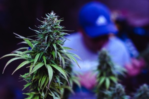 flor de maconha; homem atrás, desfocado