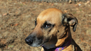 cachorro caramelo