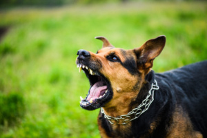 Para relatora, não há prova de que o município de Taubaté tenha sido previamente alertado sobre a situação dos cães que atacaram mulher