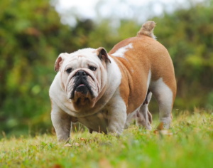 cachorro suporte emocional bulldog
