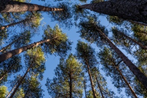 Recuperação natural de área degradada pode afastar indenização por dano ambiental