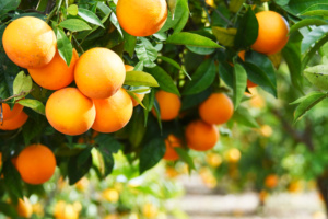 Laranjal, laranjas, frutas