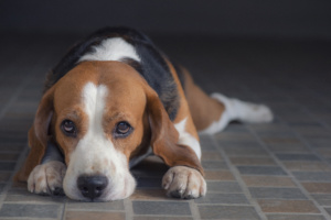 Relator do processo destacou que clínica veterinária possui responsabilidade objetiva sobre erro em cirurgia em animal de estimação