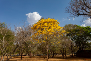 vegetação, proteção ambiental, área de preservação permanente,