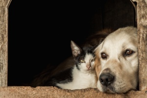 cão cachorro gato animais domésticos animal doméstico maus-tratos abandono
