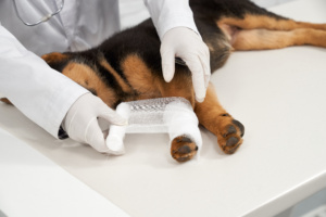 Teses não vingam e condenação de dupla por castrar cão com canivete é mantida