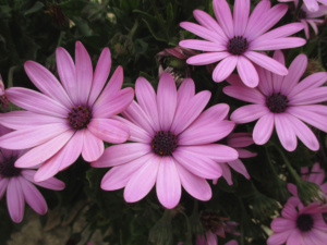 Flores rosas