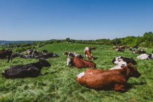 Vacas pastando