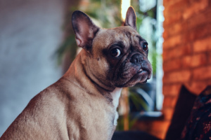 animal animais de estimação cachorro cachorra cão semoventes pet buldogue francês