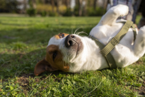 cachorro cão animal de estimação semovente