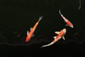 Morte de peixes em vazamento de esgoto dá direito a indenização para criadores
