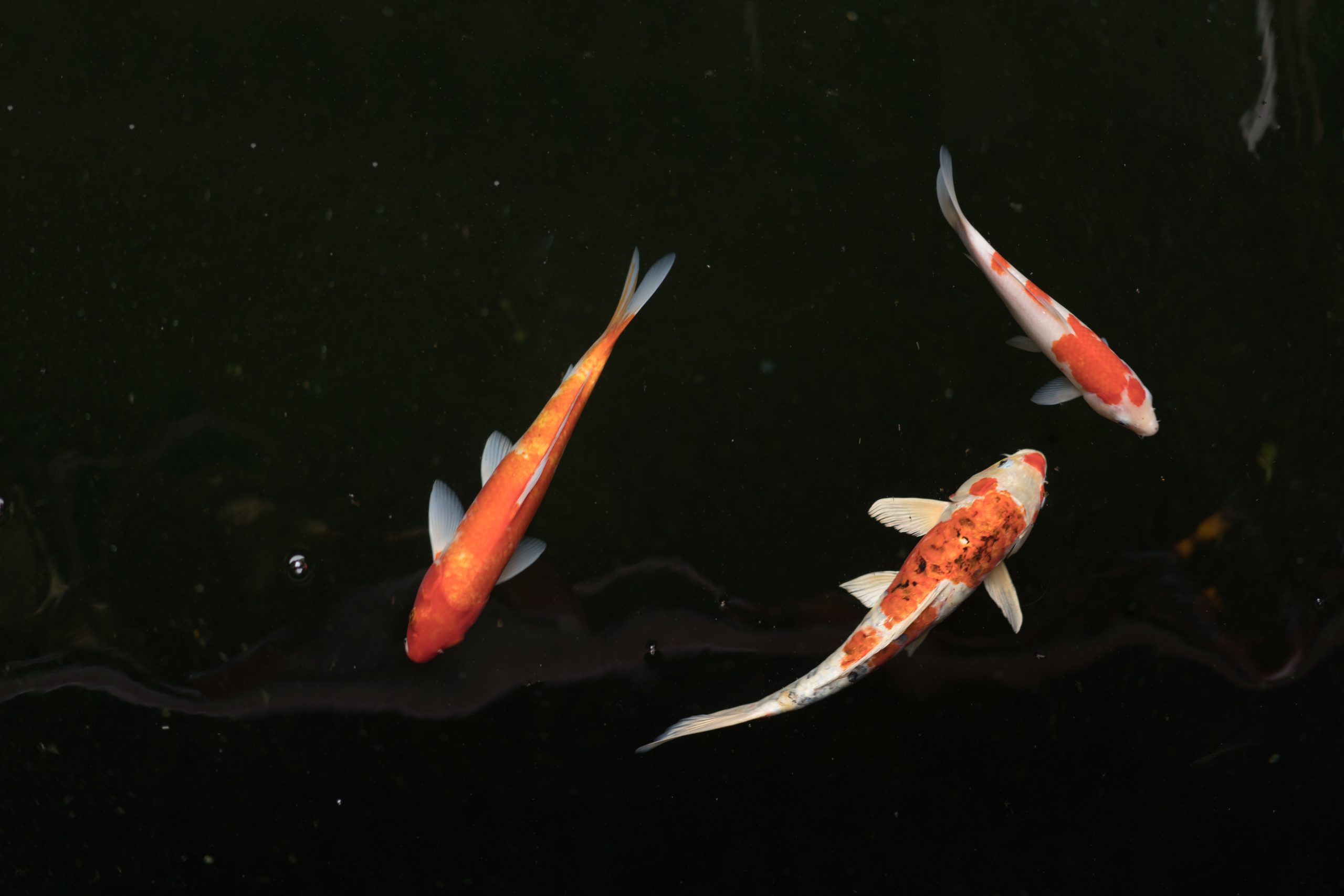 Morte de peixes em vazamento de esgoto dá direito a indenização para criadores