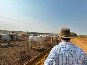 agropecuária fazenda fazendeiro agricultor agricultura